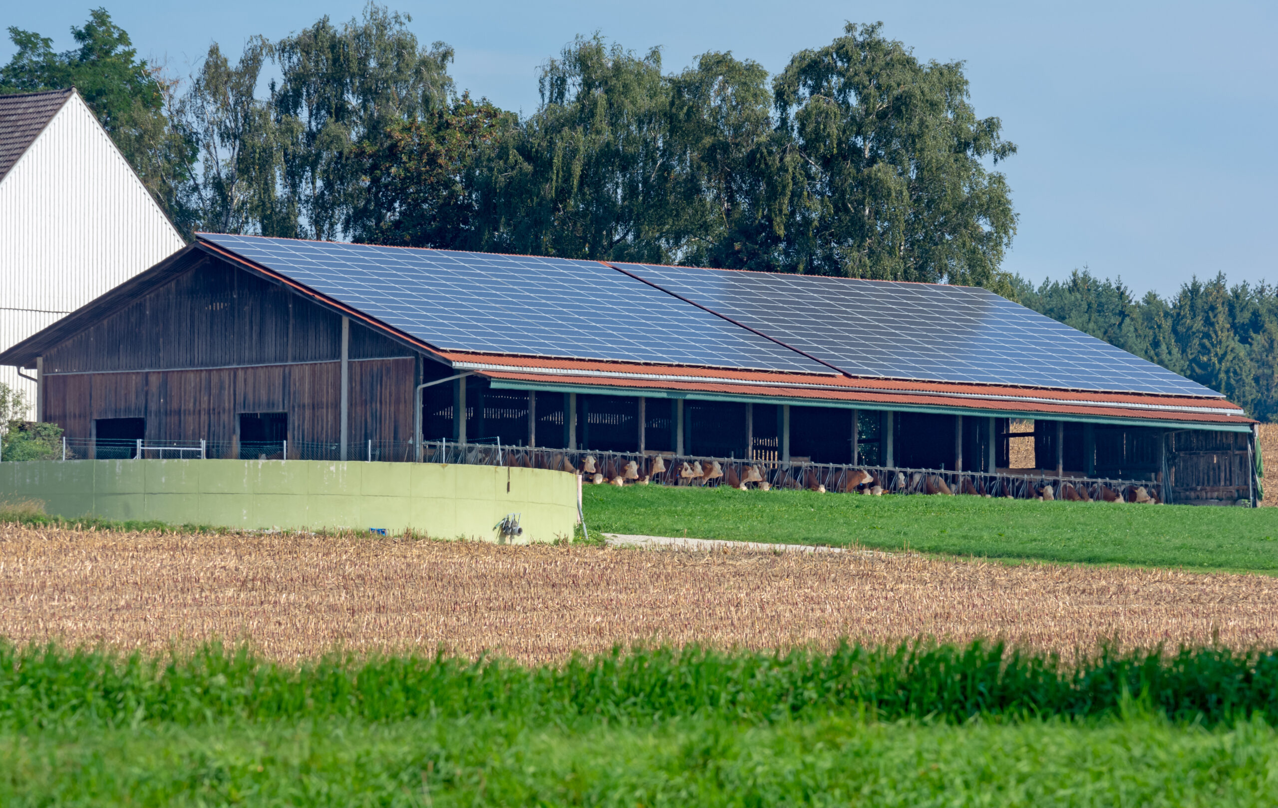 impianto fotovoltaico su stalla